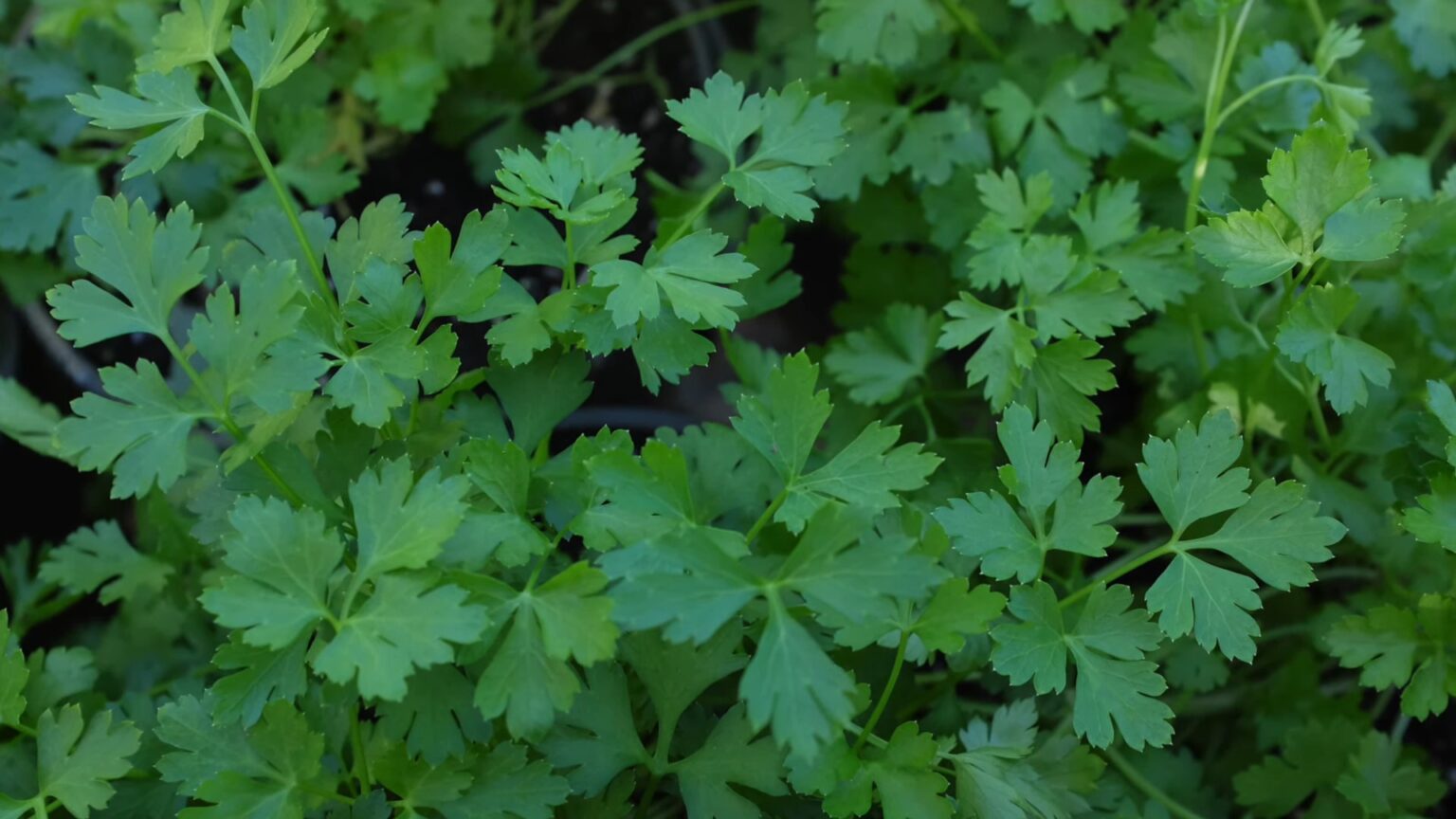 9 Best Substitute For Dill In Pickles And Other Dishes Savor the Flavor Naturally Delicious