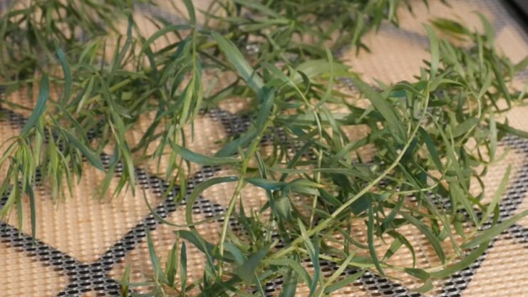 Tarragon Herb