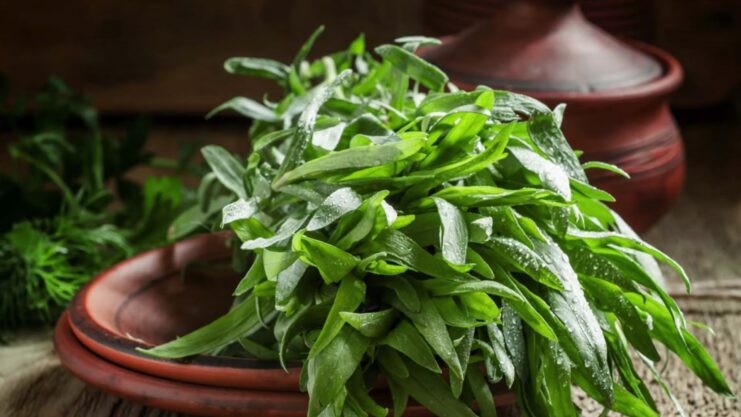 Tarragon in pot