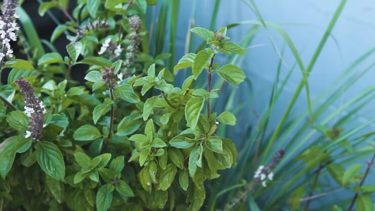 basil in garden