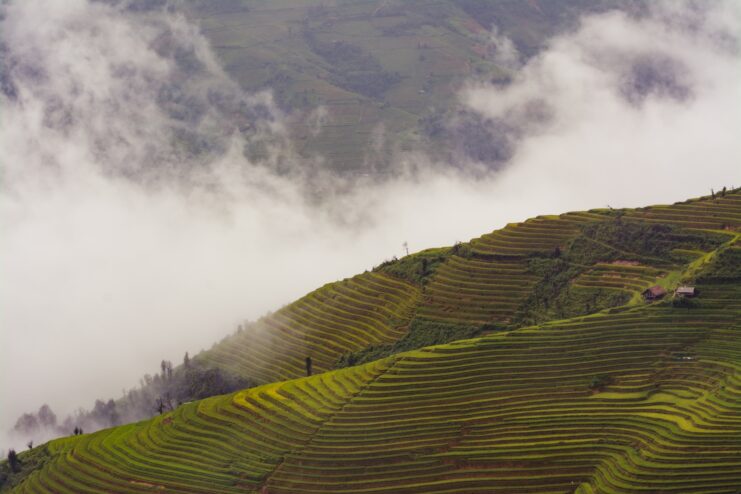 rice terraces